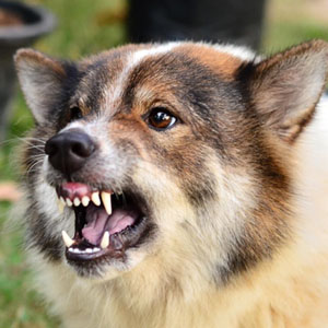 Dog Bite Injury Claims In Georgia
